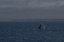 20110730whale.png
