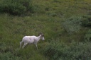 Jack In Alaska