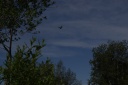 20110805eagle.png