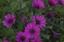 20110805flowers.png