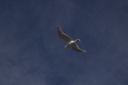 20110805gull.png