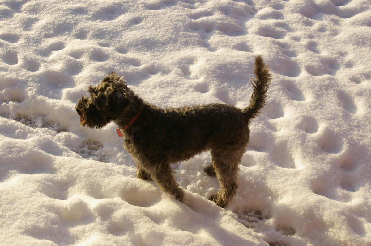 20120404rioninsnow.png