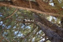 20120401clowntree