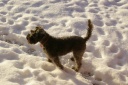 Orion in Snow