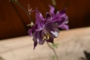 Columbine Volunteer